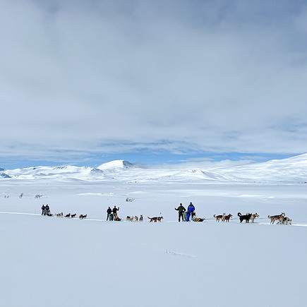 Traîneau à chiens Norvège