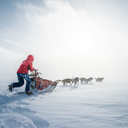 Traîneau à chiens Norvège