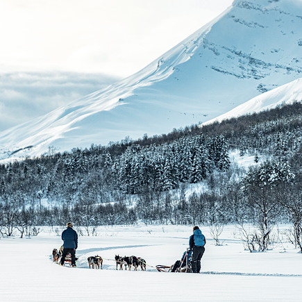 Traîneau à chiens Norvège