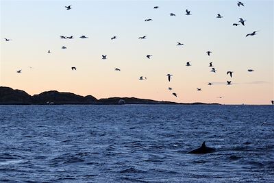 Observation des orques - Région de Tromso - Norvège