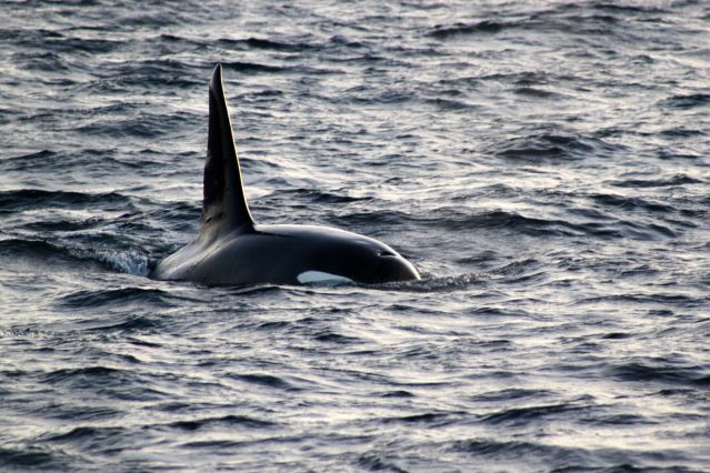 Voyage Baleines et aurores boréales au nord de Tromsø