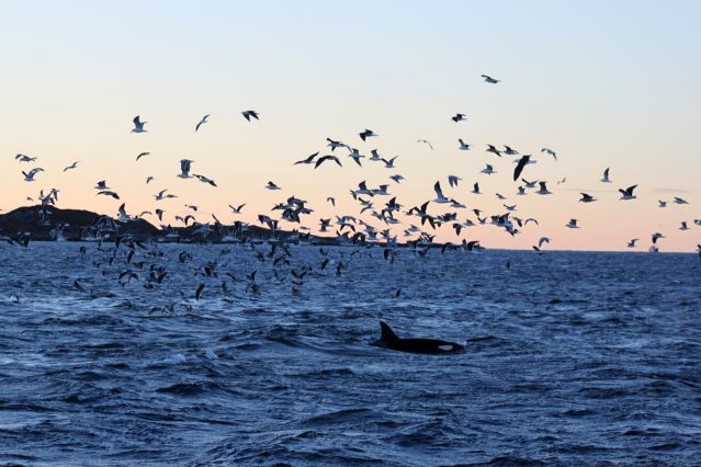 Voyage Baleines et aurores boréales au nord de Tromsø