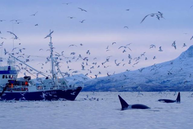 Voyage Baleines, orques et aurores boréales