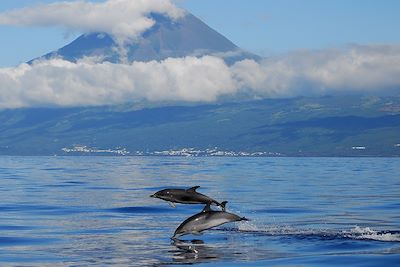 © Pedro Madruga / Turismo de Acores - Dauphins - Acores - Portugal Dauphins - Acores - Portugal