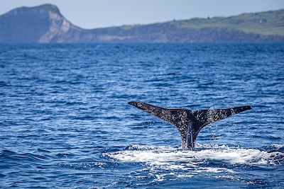 Baleine - Açores - Portugal 