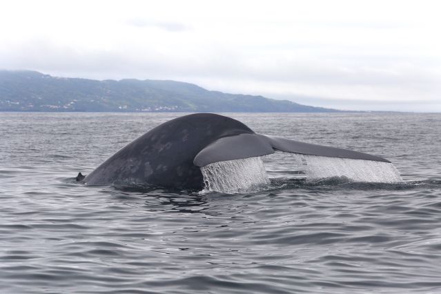 Voyage Dans le sillage des baleines bleues