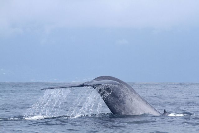 Baleine au large de l île Pico - Açores - Portugal