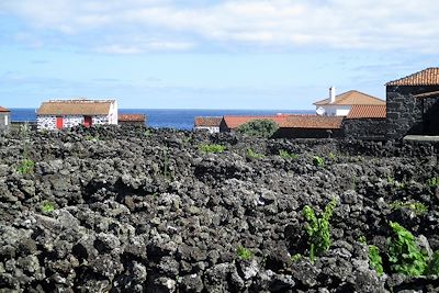 © Clara Lambert - Lajido - Île de Pico - Açores - Portugal Lajido - Île de Pico - Açores - Portugal