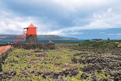 © Gustav / Turismo de Acores - Paysage viticole - Criacao Velha - Pico - Acores - Portugal Paysage viticole - Criacao Velha - Pico - Acores - Portugal