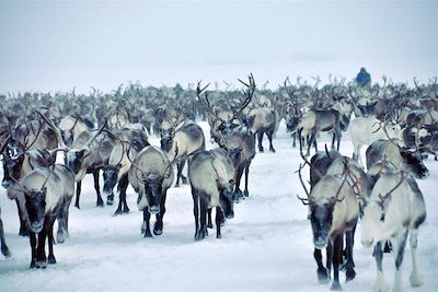 Eleveurs de rennes Nenets - Yamal - Sibérie - Russie