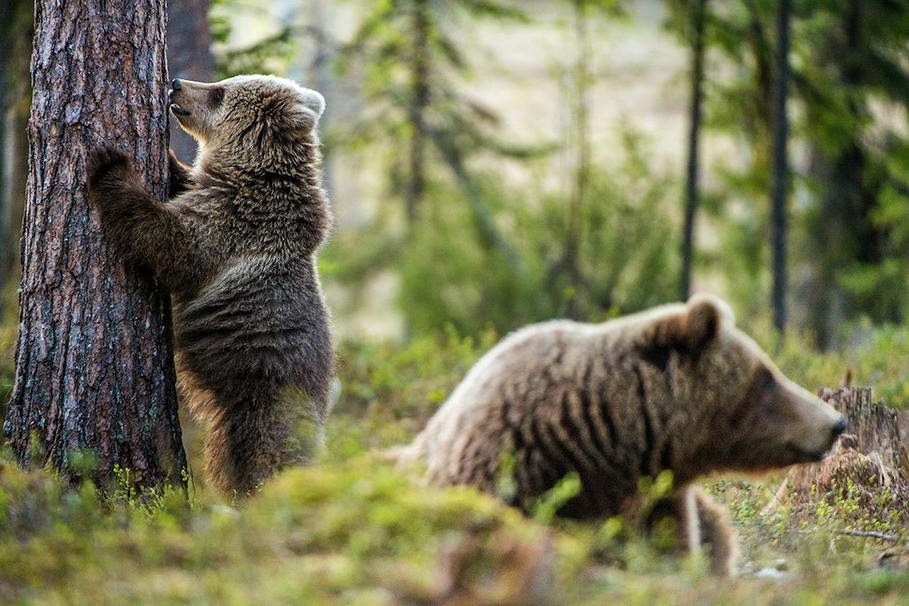 Voyage Baïkal, terre des ours