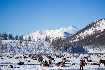 Découverte de la Yakoutie avec les éleveurs de rennes - Russie