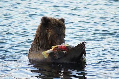 Observation des ours - Russie