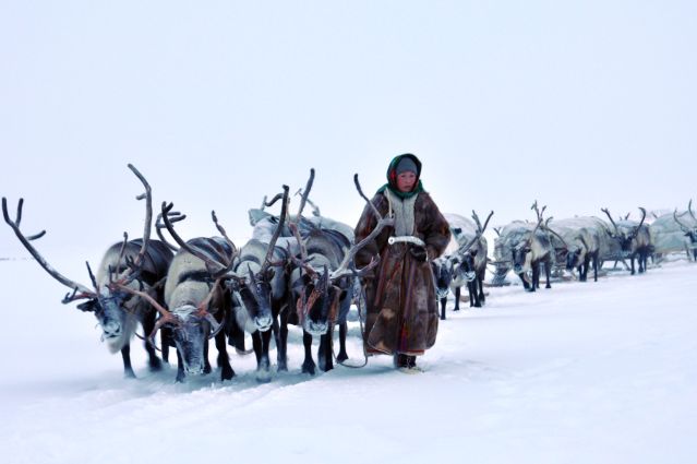 Voyage Transhumance avec les Nenets