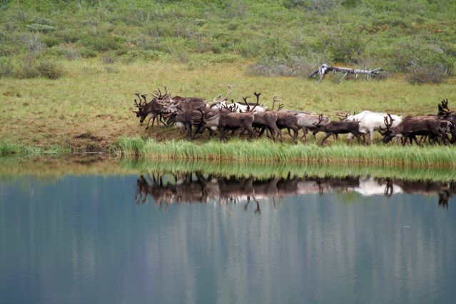 Voyage Fête d'Ysyakh, à la rencontre d'éleveurs de rennes 3