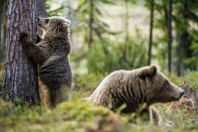 Ours bruns sauvage dans la forêt - Russie
