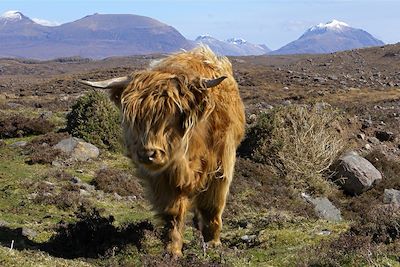 Vache écossaise, type des Highlands - Ecosse - Royaume-Uni