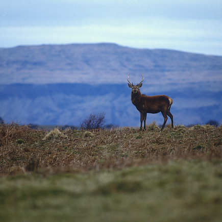Découverte Ecosse