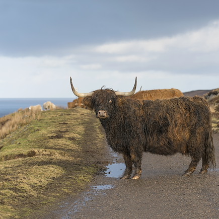 Découverte Ecosse