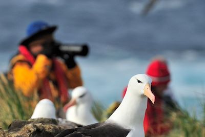 © OceanWide - Observation animalière - Îles Malouines - Royaume-Uni Observation animalière - Îles Malouines - Royaume-Uni