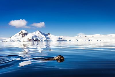 © OceanWide Expeditions - Malouines - Géorgie du Sud Malouines - Géorgie du Sud