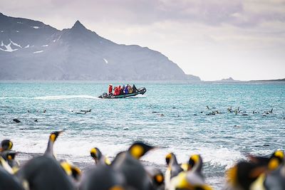 © Dietmar Denger / Oceanwide Expeditions - Observation des manchots papous - Géorgie du Sud Observation des manchots papous - Géorgie du Sud