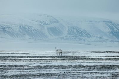 Un élan dans un paysage du Spitzberg