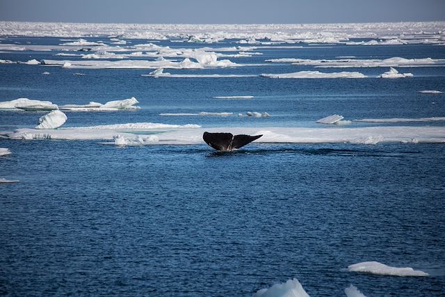 Voyage Immersion arctique à bord du Polaris