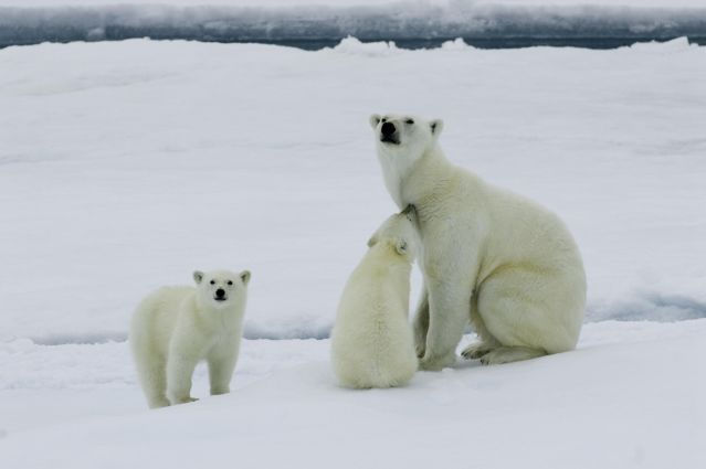 Voyage Un été avec les ours polaires 3