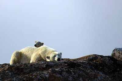 Voyage Dans les glaces du Spitzberg 3