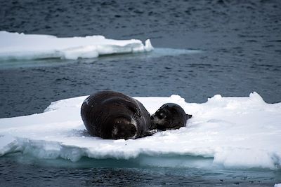 Voyage Dans les glaces du Spitzberg 2