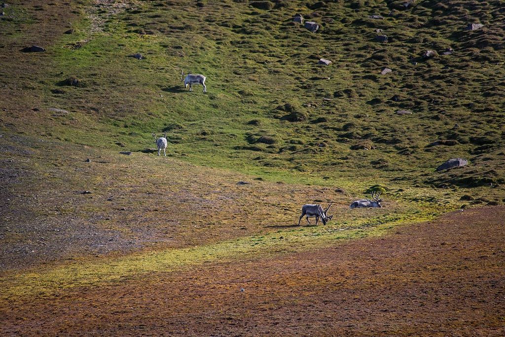 Voyage Le tour complet du Svalbard 3
