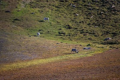 Voyage Le tour complet du Svalbard 3