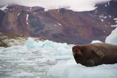 Voyage Rando et cabotage au printemps arctique 3