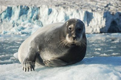 Voyage Rencontre avec la faune le long de la banquise 2