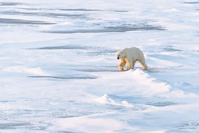 Ours blanc au Pôle Nord