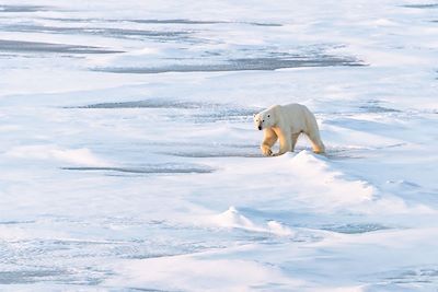 © Olivier Blaud / Studio PONANT - Ours blanc au Pôle Nord Ours blanc au Pôle Nord