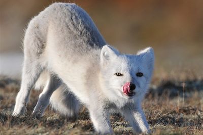 © Roger Brendhagen - Renard - Norvège Renard - Norvège