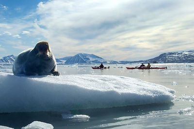 © Spitsbergen Travel - Phoque et kayak - Spitzberg - Norvège Phoque et kayak - Spitzberg - Norvège
