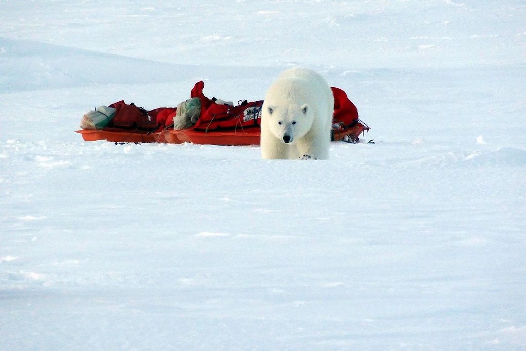 Voyage Sur les traces de l'ours 3