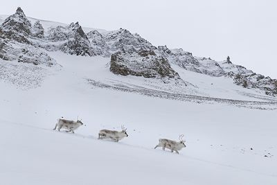 © Ingo Arndt / Plainpicture / Minden Pictures - Rennes dans la neige immaculée du Spitzberg, ile de Svalbard Rennes dans la neige immaculée du Spitzberg, ile de Svalbard