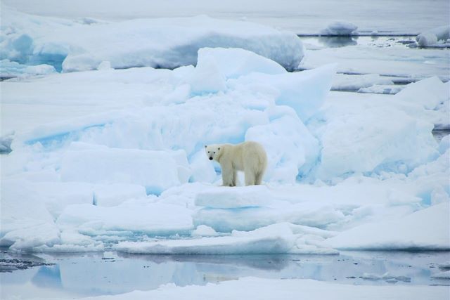 Voyage A la rencontre de l'ours blanc