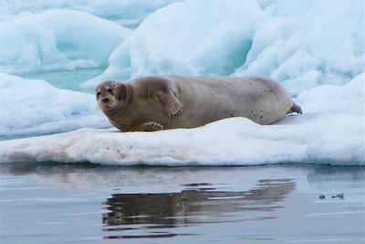 Phoque barbu - Spitzberg - Svalbard - Norvège