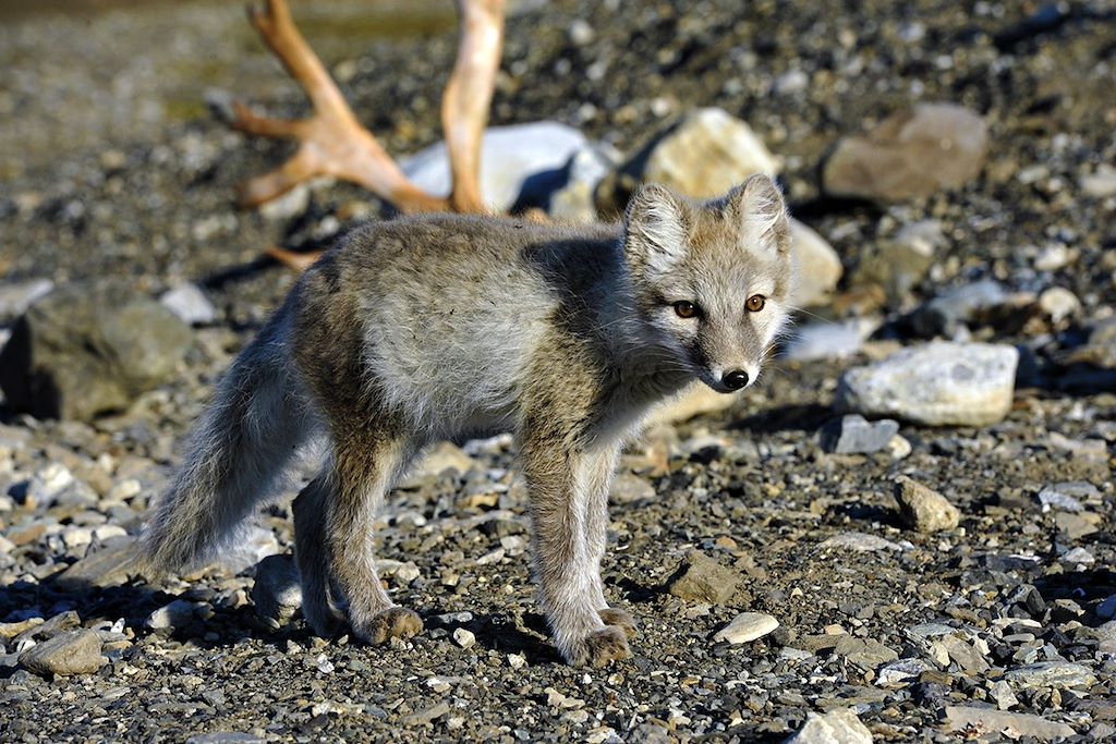 Image Croisière Spitzberg - Animaux polaires - Cabotage - Observation
