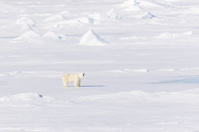 Découverte Spitzberg