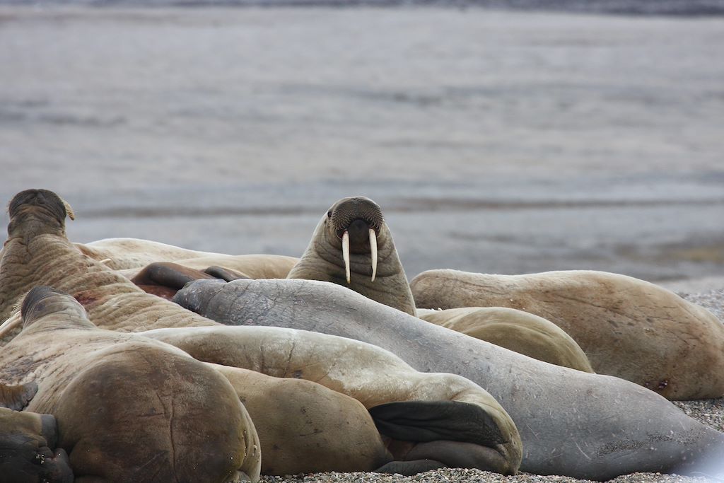 Image Croisière vieux gréement - Spitzberg - Eté arctique - Côte Ouest