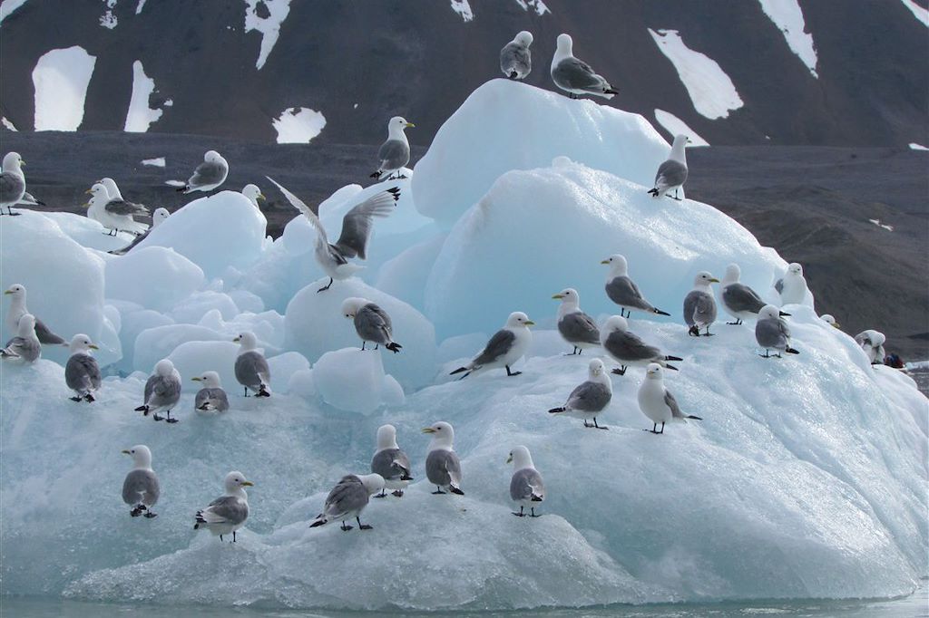 Image Croisière expédition - Spitzberg - Edgeoya - Storfjorden