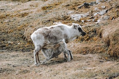 Rennes - Spitzberg - Norvège