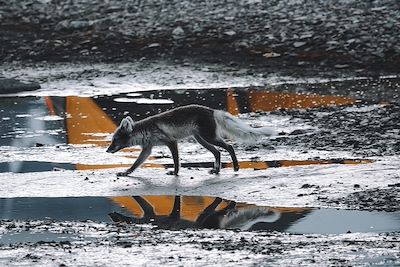 Renard Arctique - Spitzberg - Norvège