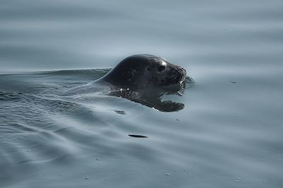 Phoque - Spitzberg - Norvège